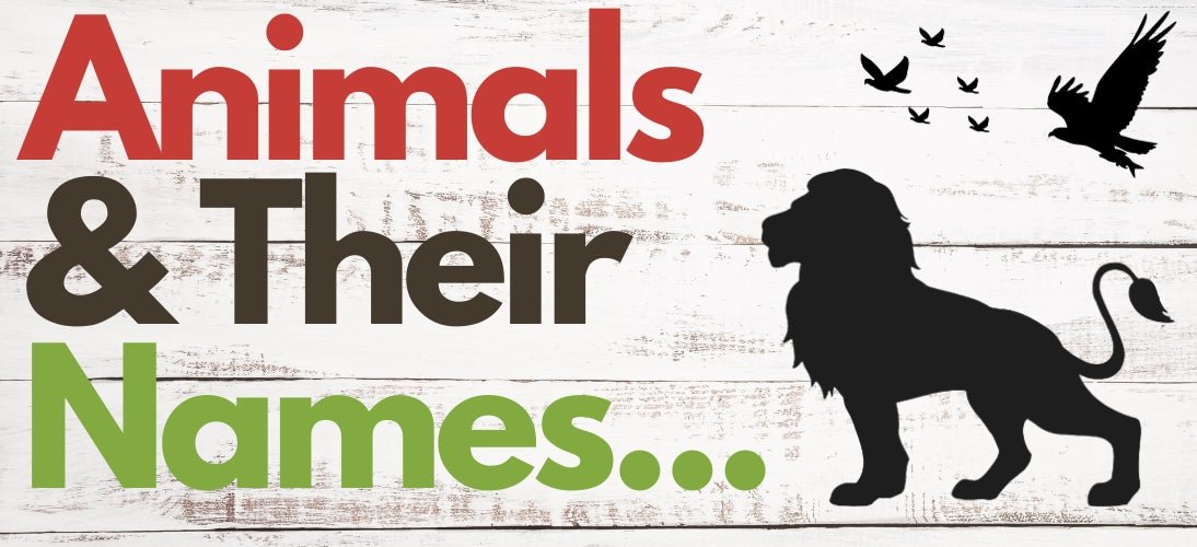 Animal Habitats - Playtime Felts