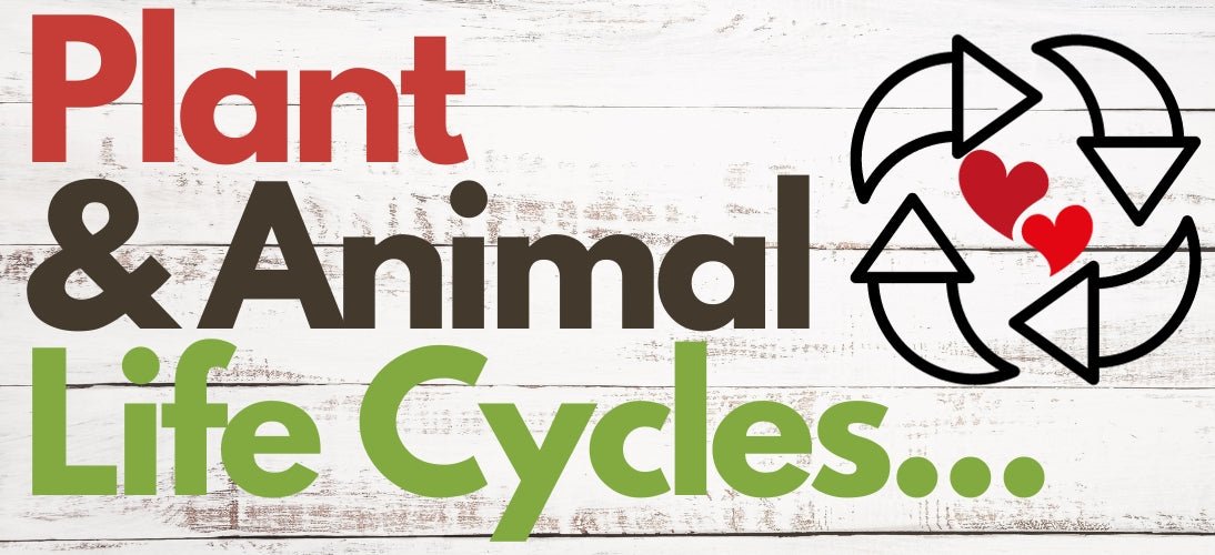 Plant & Animal Life Cycles - Playtime Felts