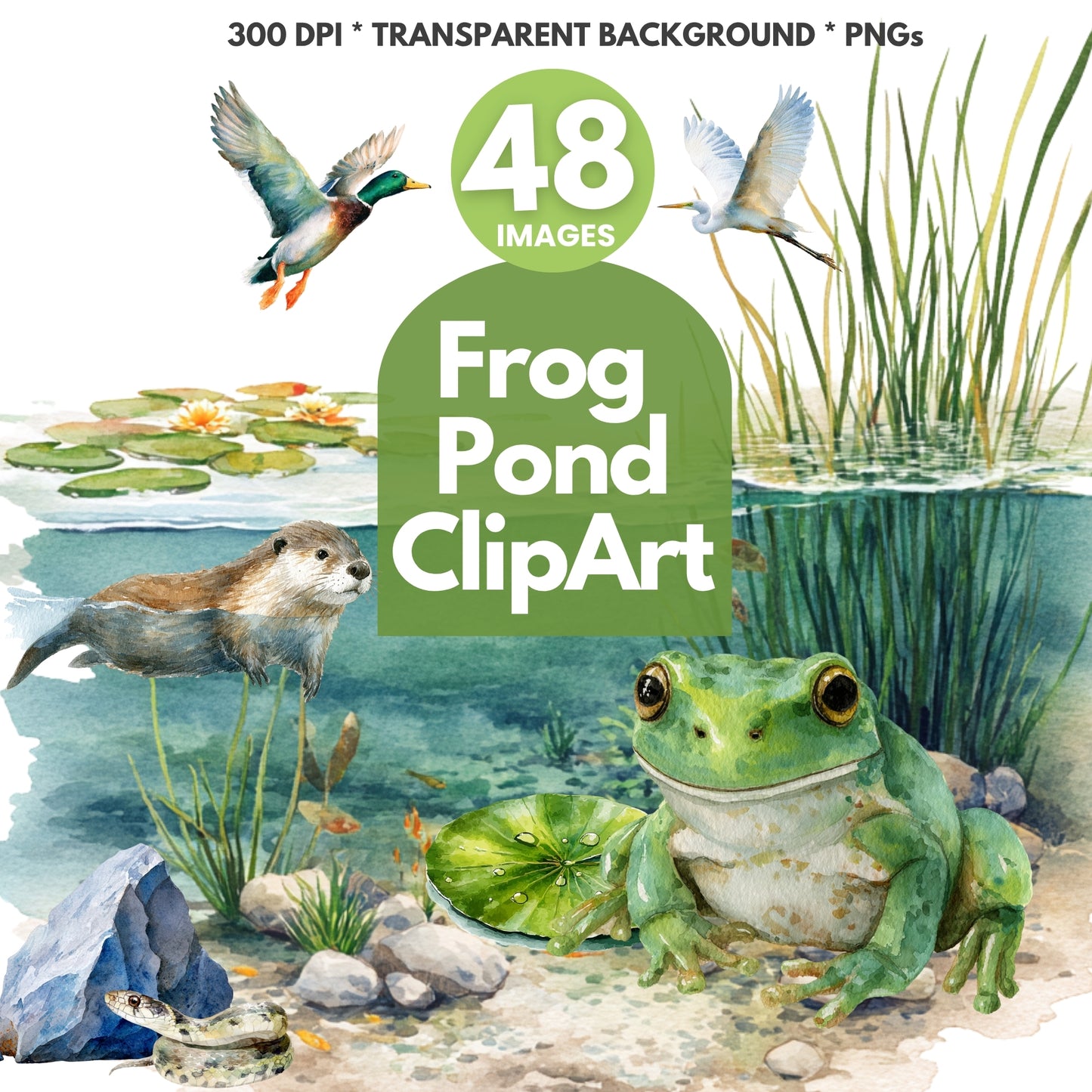 Frog pond clipart set with a frog, birds, and water lilies on a transparent background.